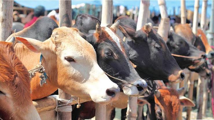 'ঈদে কোরবানিযোগ্য পশু প্রায় সোয়া কোটি'