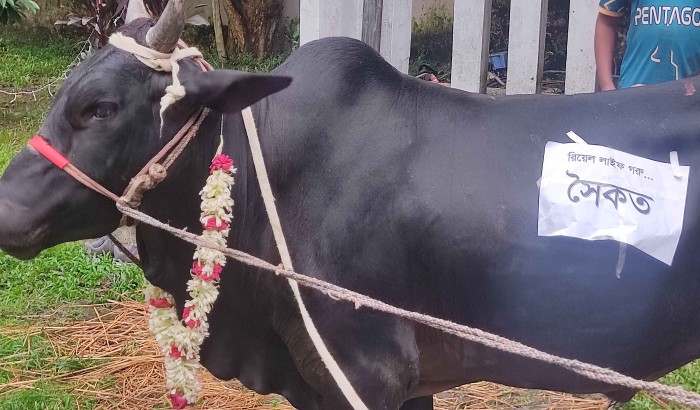 ঢাবির জসীমউদ্দীন হলে ভোজের জন্য আনা গরুর নাম ‘সৈকত’